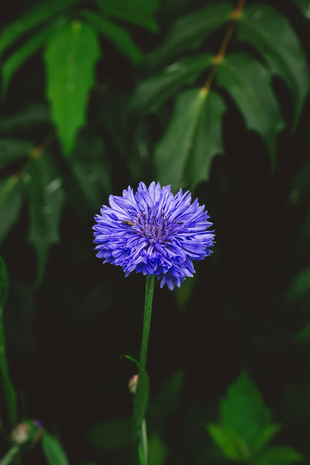 a purple flower with green leaves in the background