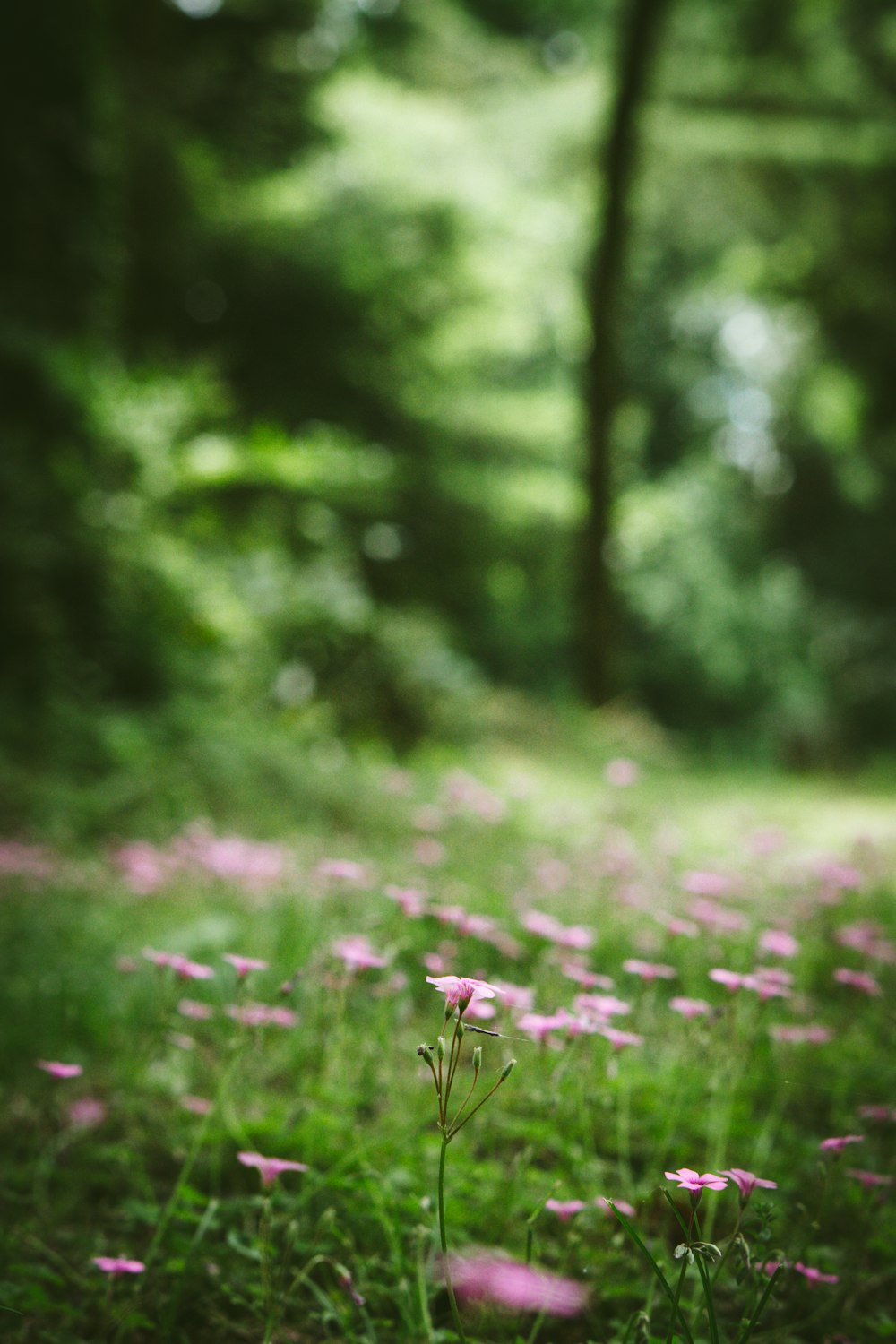 a field full of pink flowers sitting on top of a lush green field