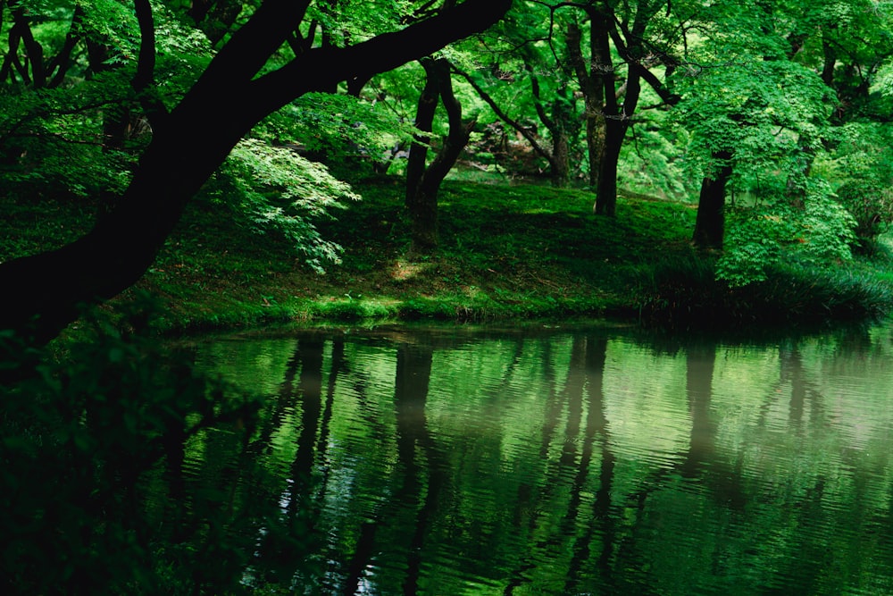 uno specchio d'acqua circondato da alberi ed erba