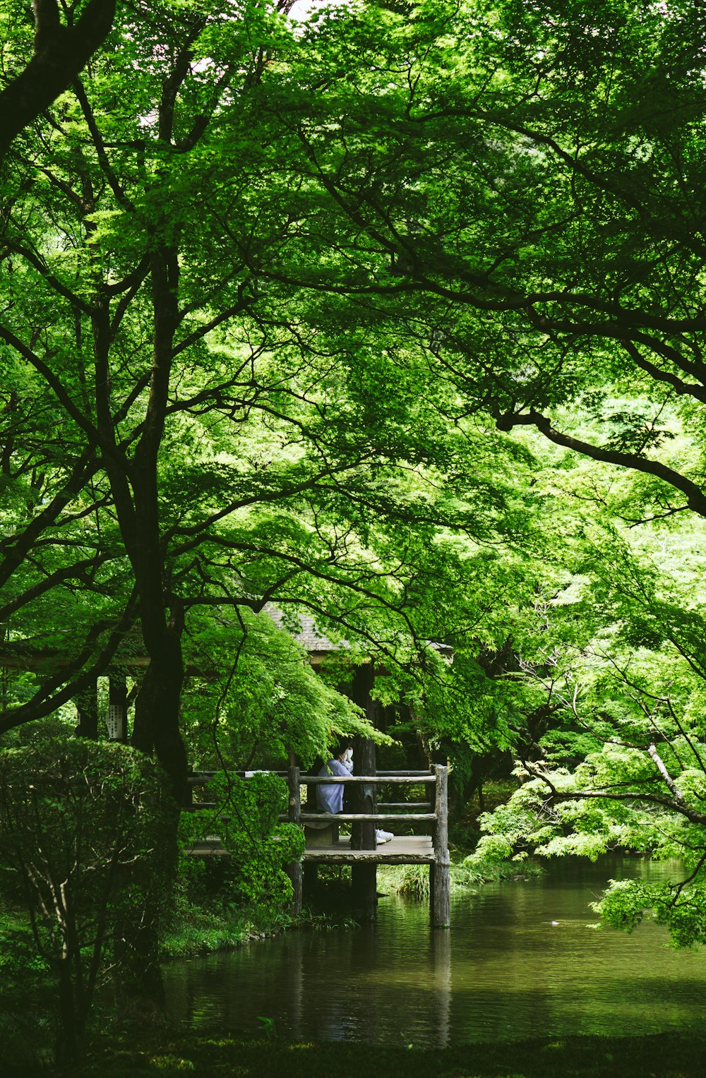 a person sitting on a bench in the middle of a forest