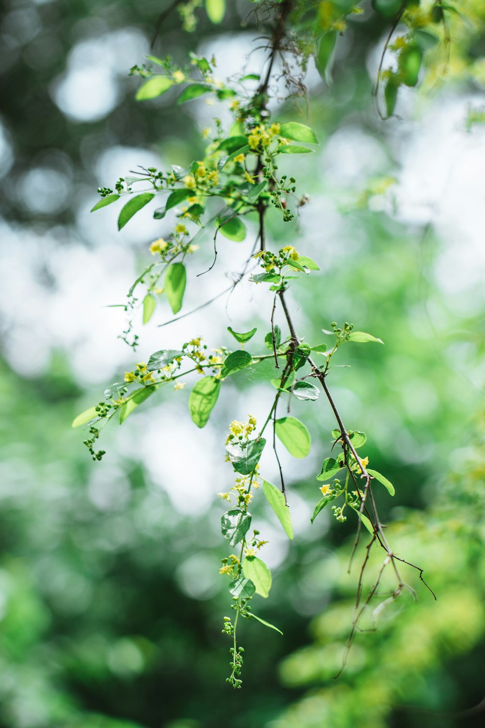 une branche d’arbre à feuilles vertes