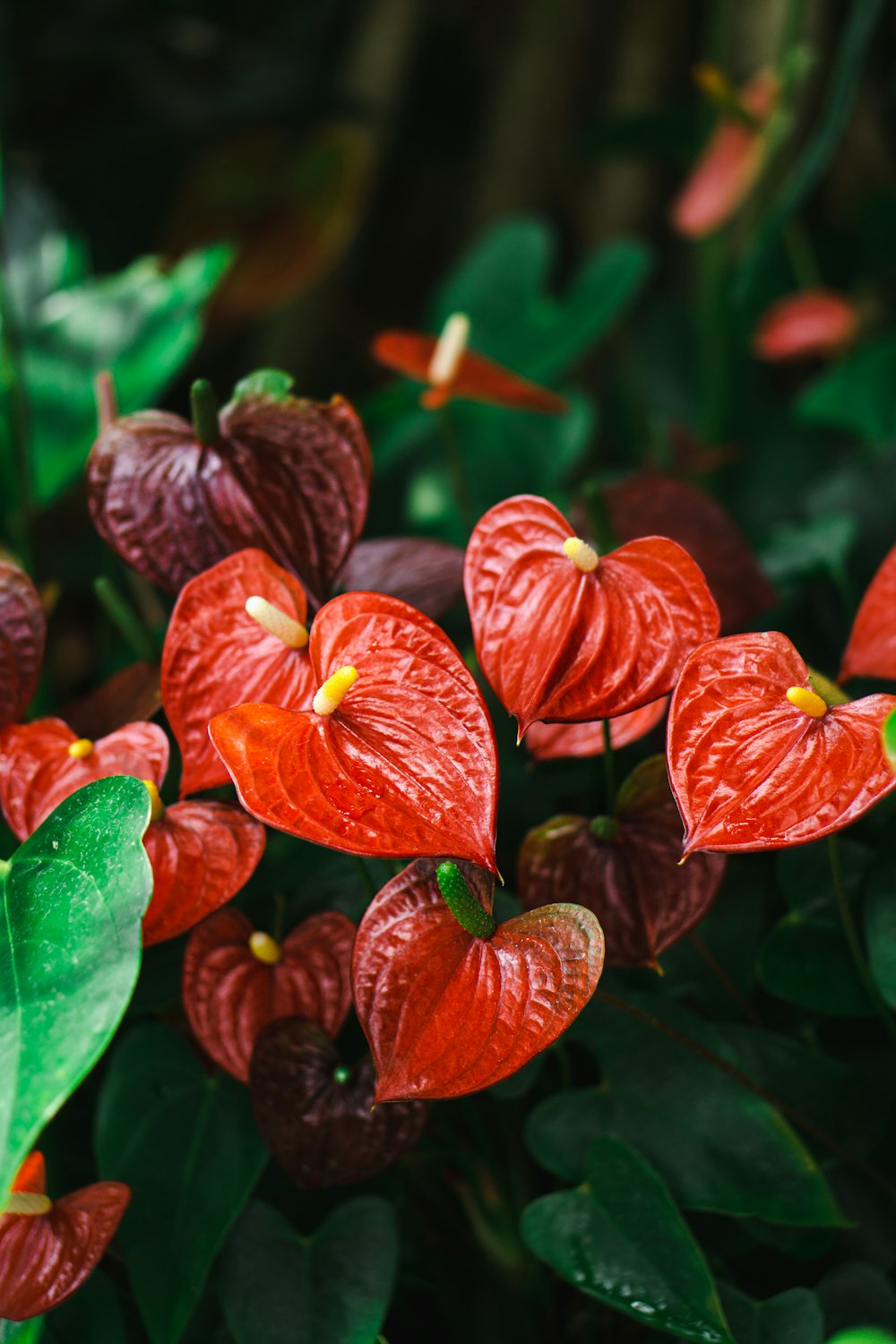 um grupo de flores vermelhas com folhas verdes