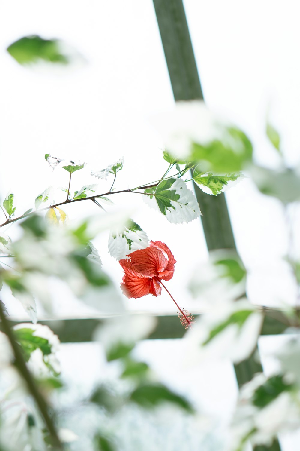 a red flower is hanging from a branch