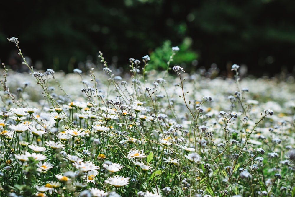 a field full of white and yellow flowers