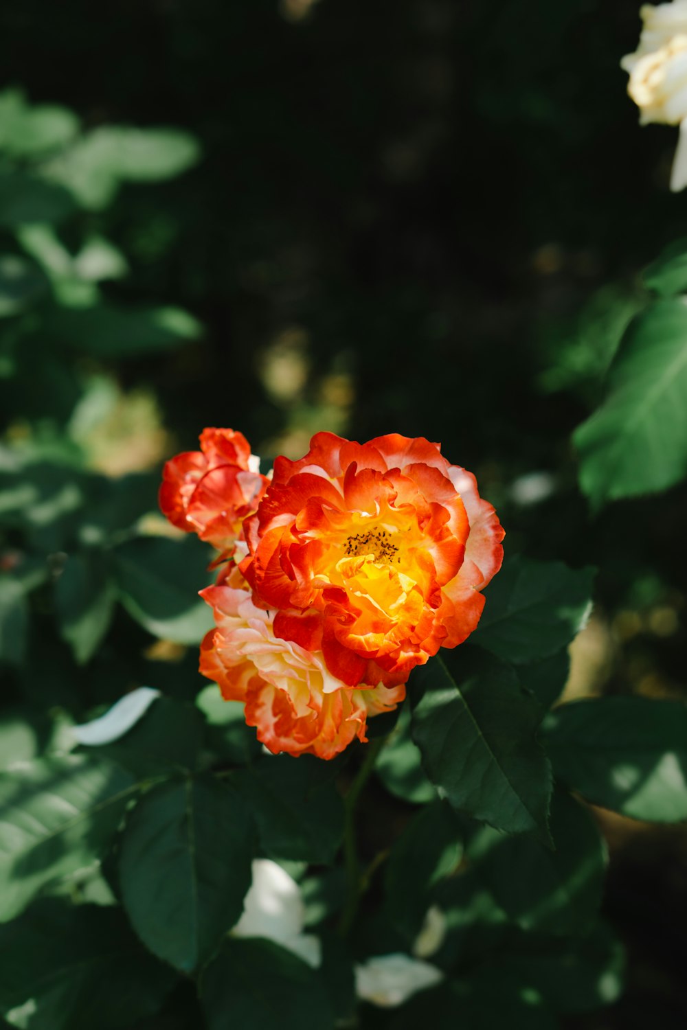 uma flor laranja e amarela em um jardim