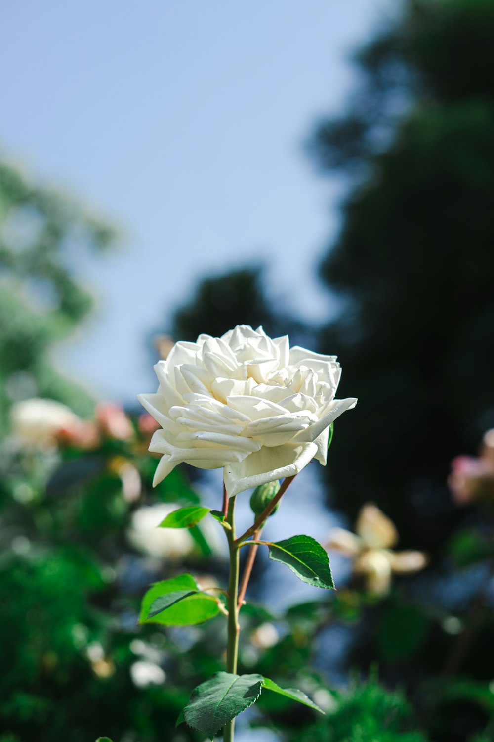uma rosa branca está florescendo em um jardim