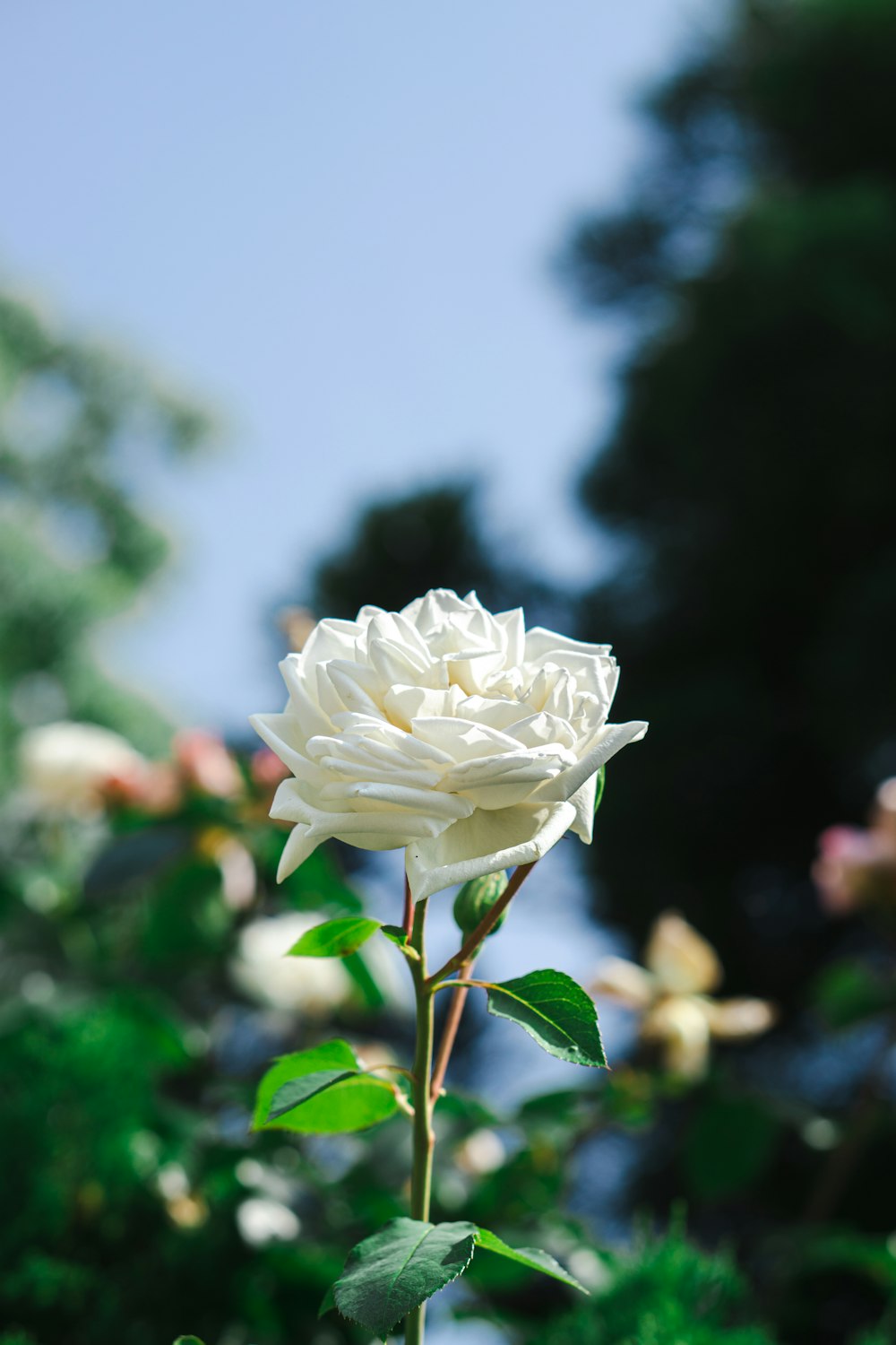 a white rose is blooming in a garden