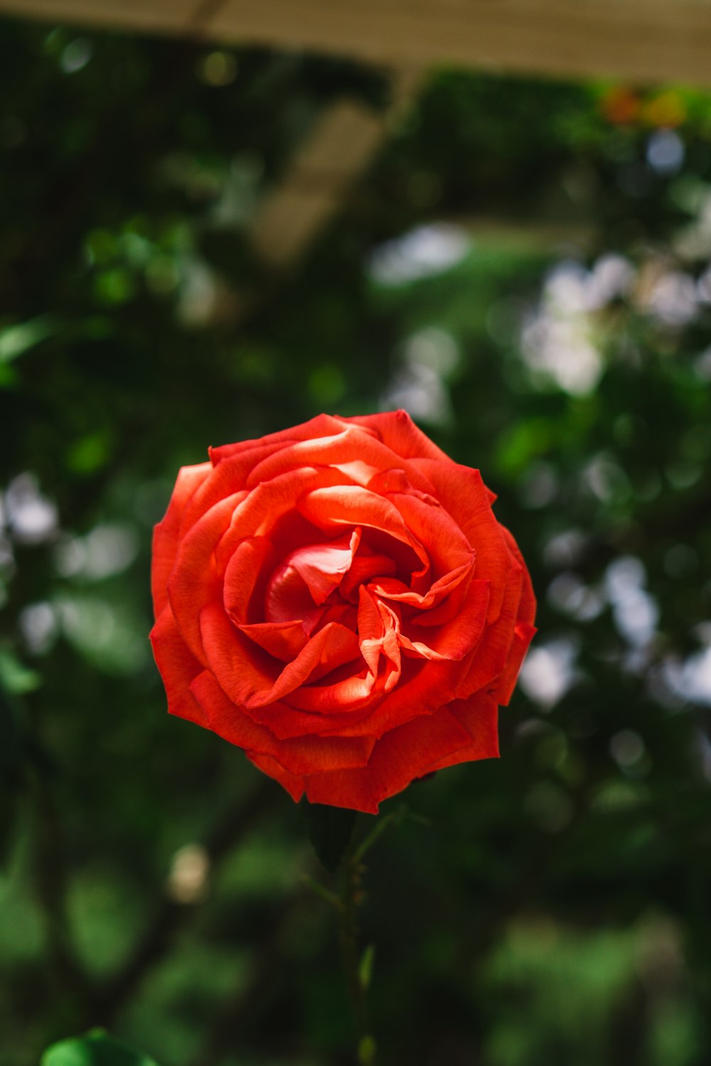 Una rosa rossa sta sbocciando in un giardino