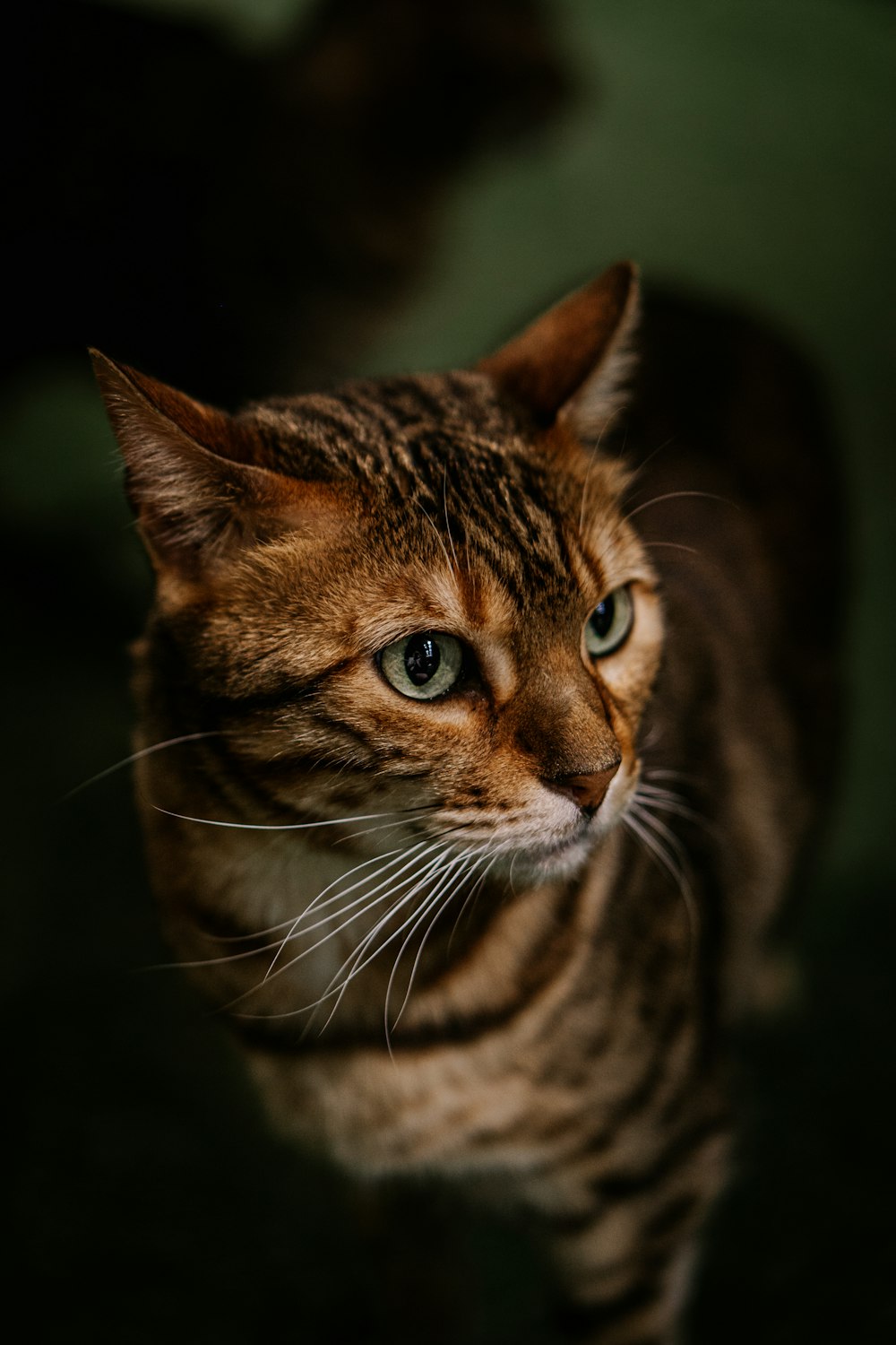 a striped cat with blue eyes looking at the camera