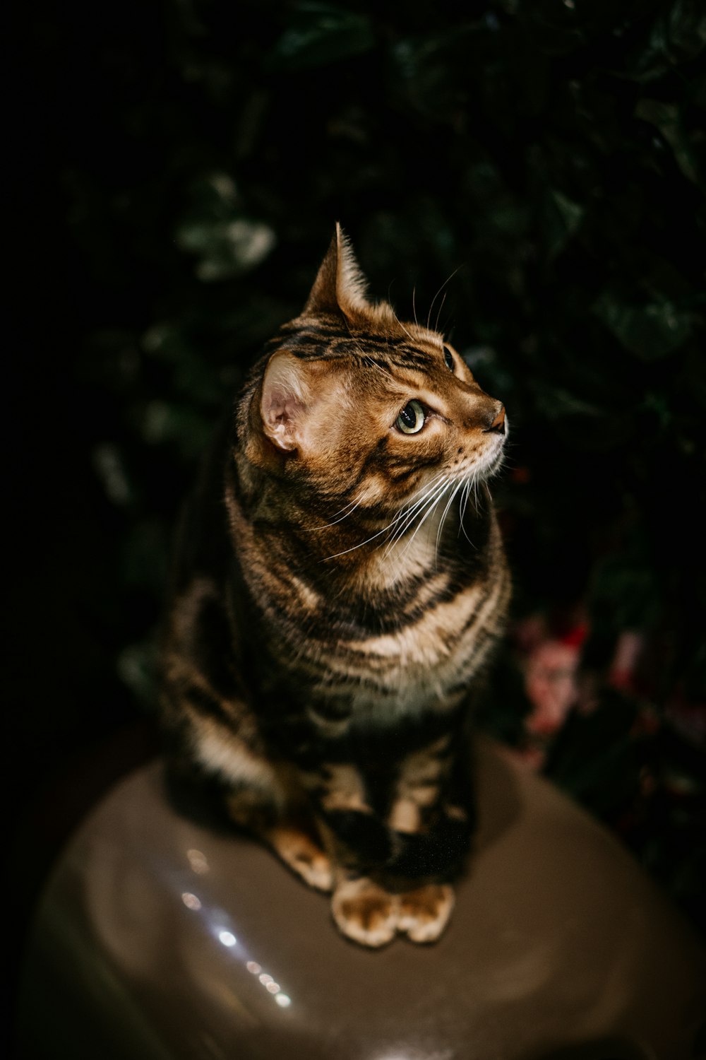 a cat sitting on top of a round object