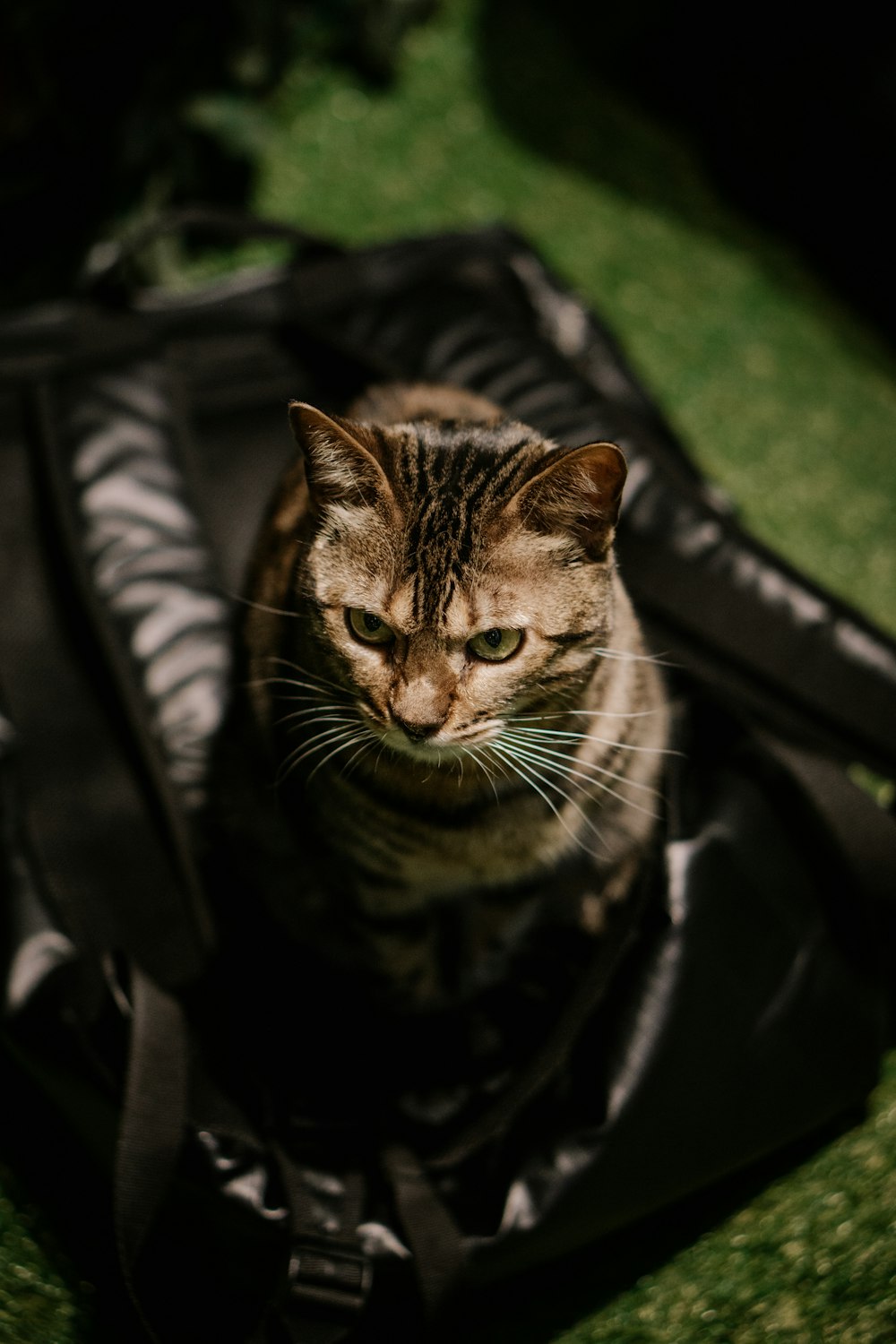 a cat sitting inside of a black bag on the ground