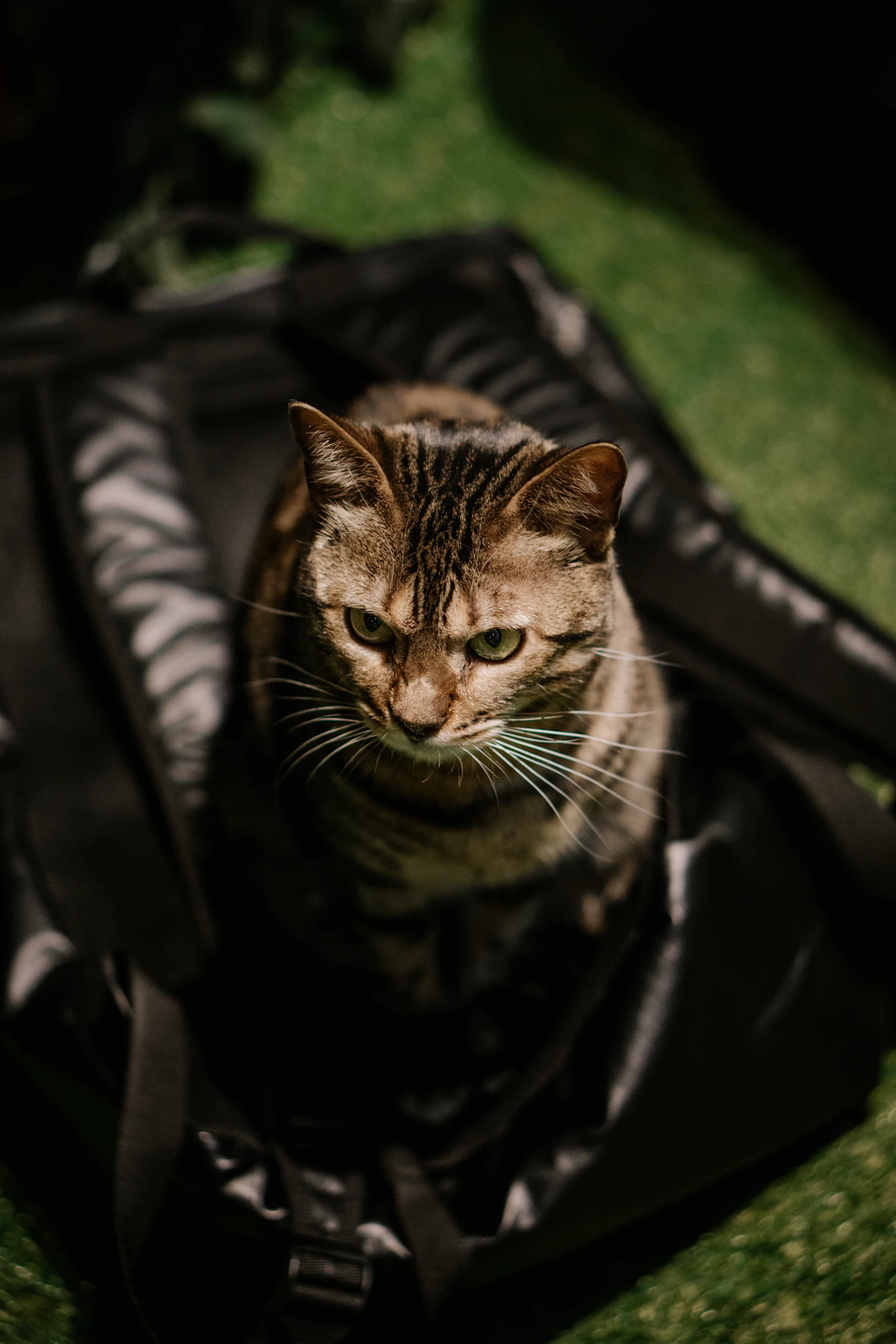 Gato dentro de un bolso transportín blando