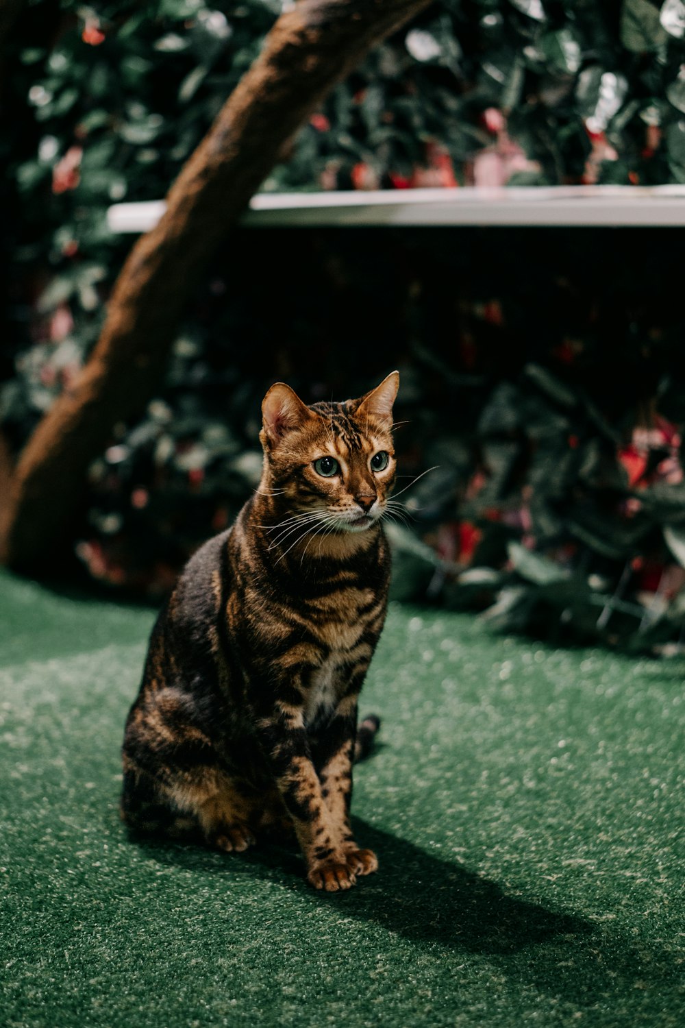 a cat sitting on the ground in front of a tree