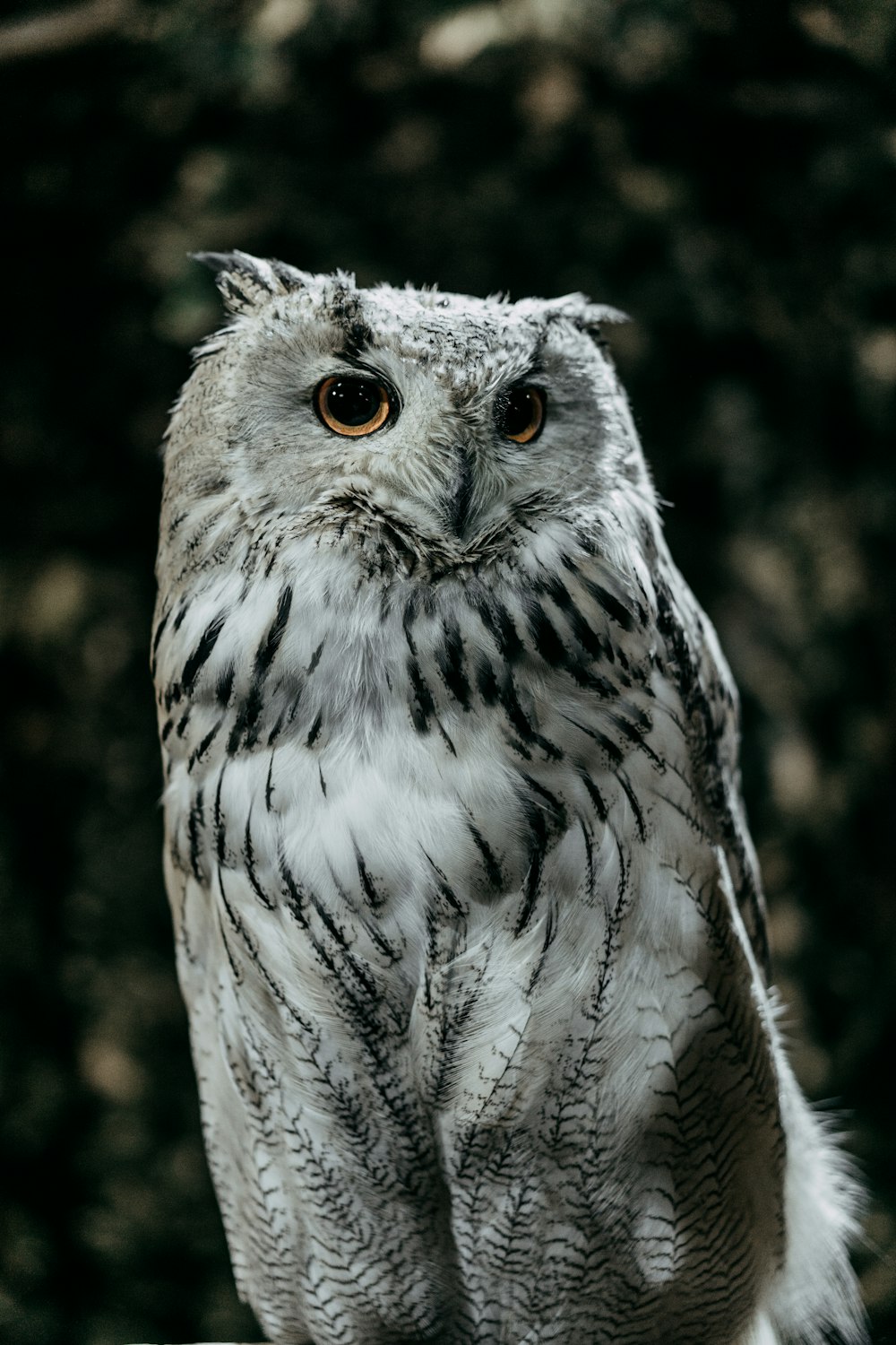 a close up of an owl sitting on a rock