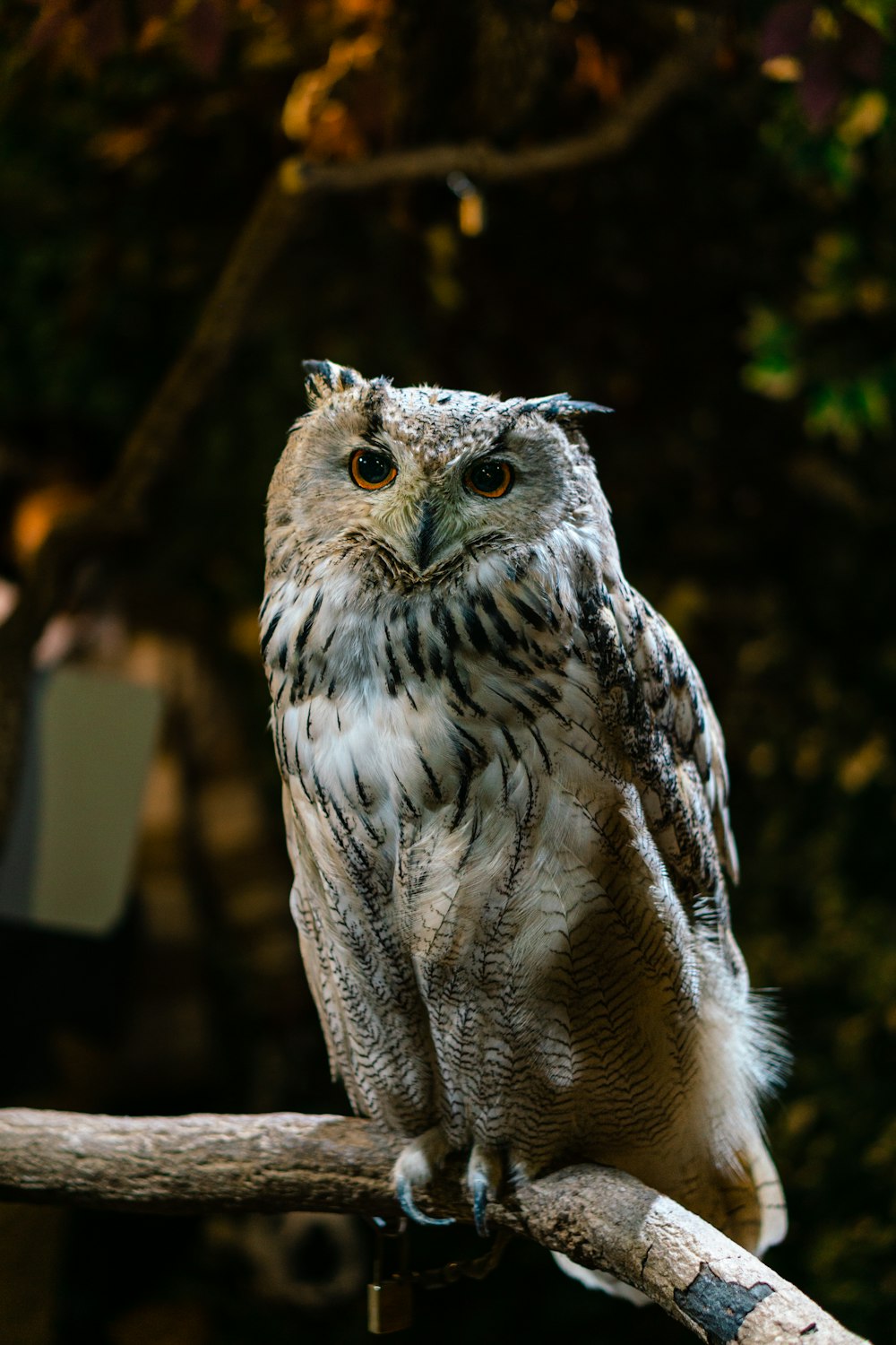 an owl is sitting on a tree branch