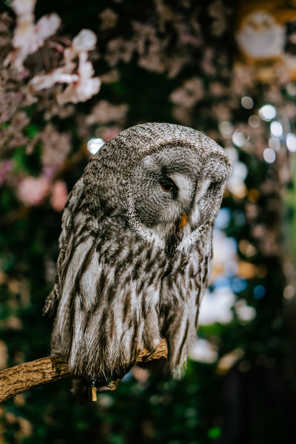 an owl sitting on a branch in a tree