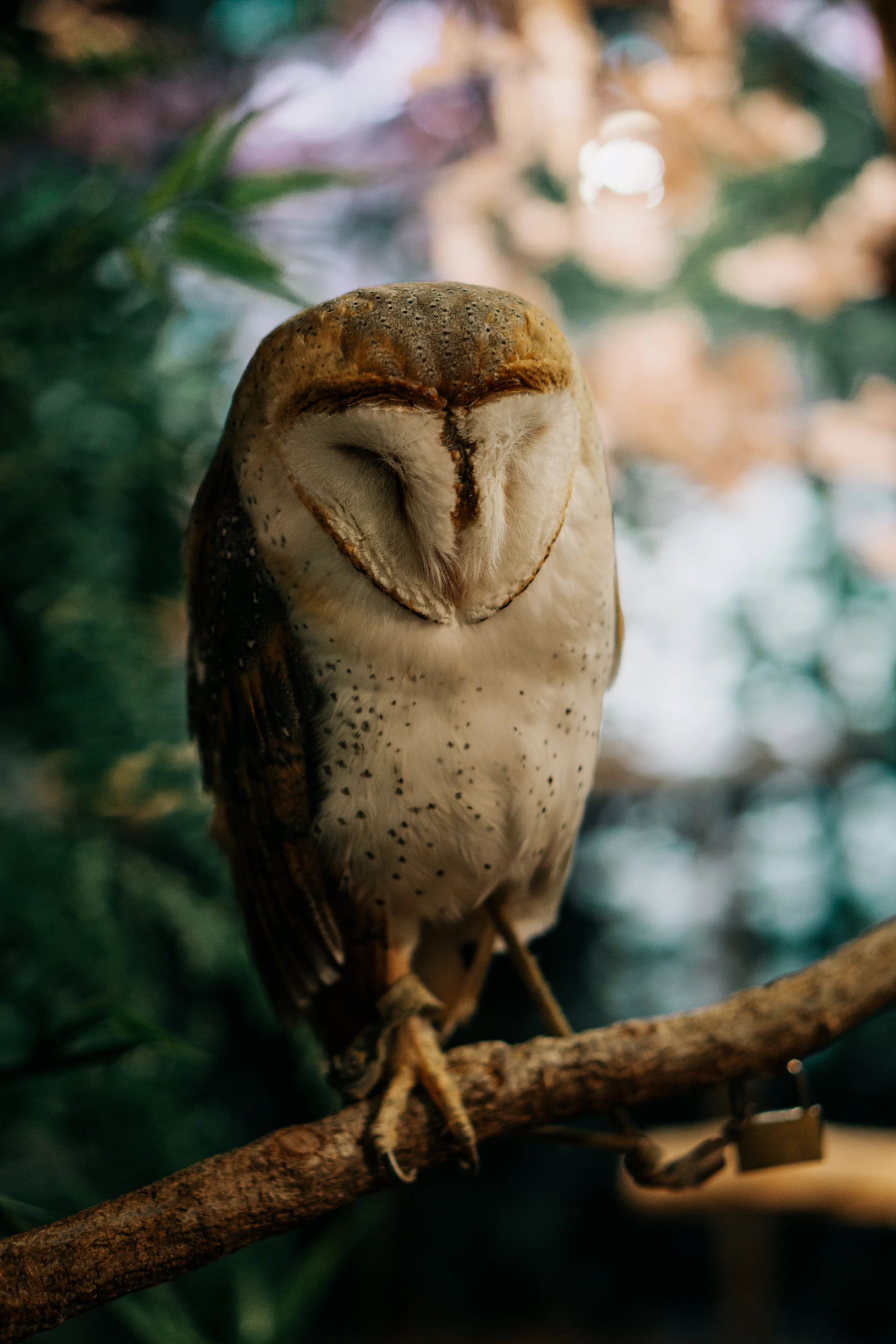 A close-up sketch of a barn owl perched on a moss-covered branch, eyes wide and alert.