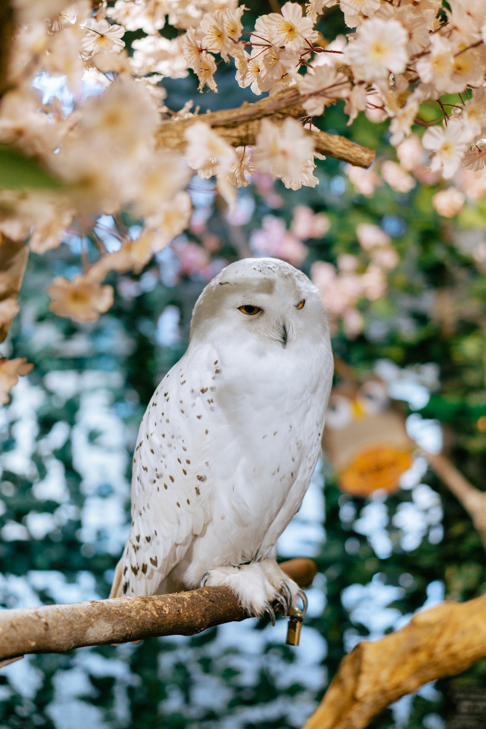 a white owl perched on a branch of a tree