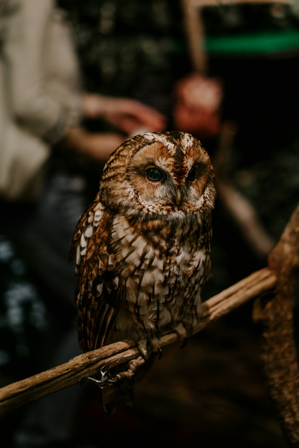an owl sitting on a stick in front of a person