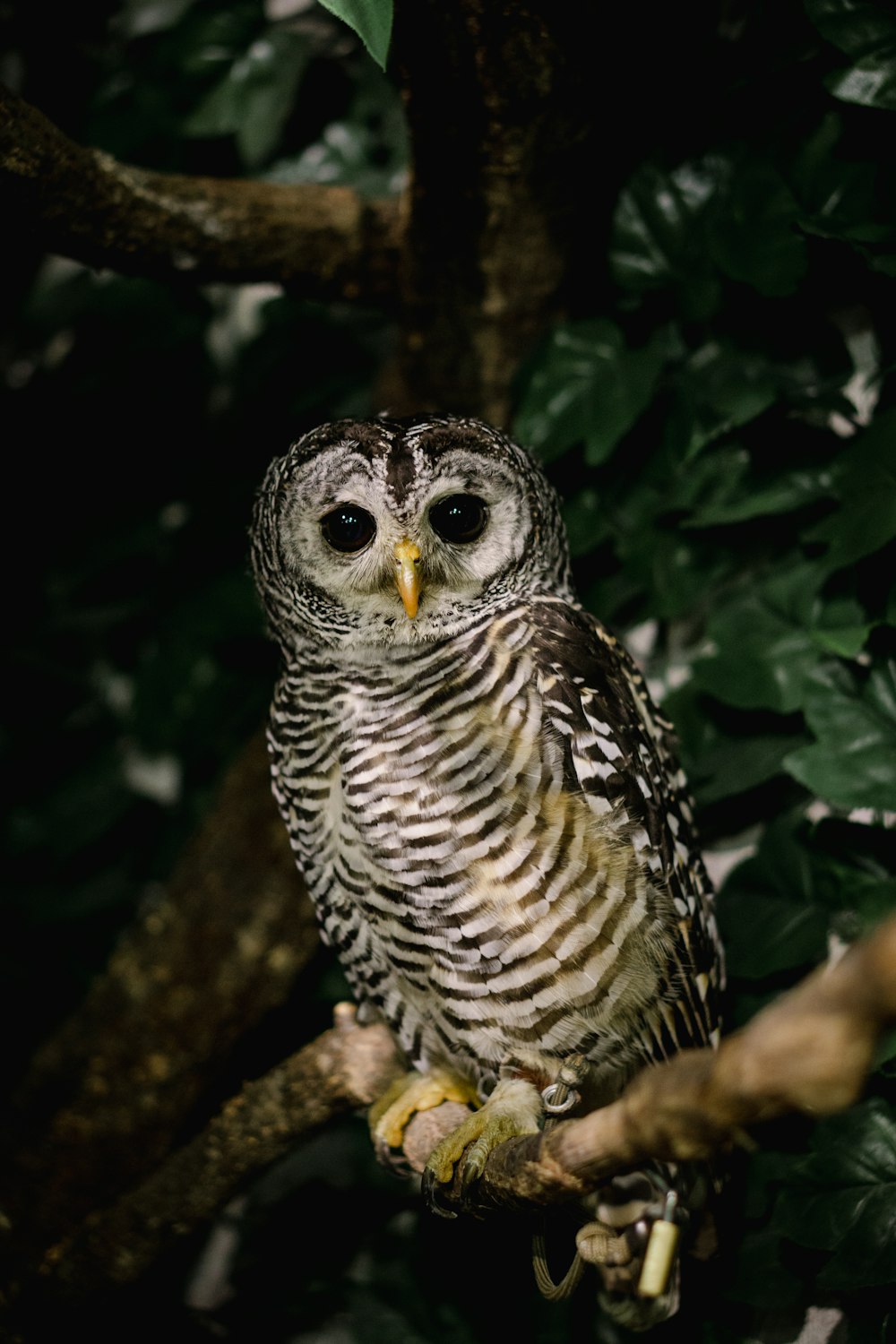 a barred owl perched on a branch of a tree