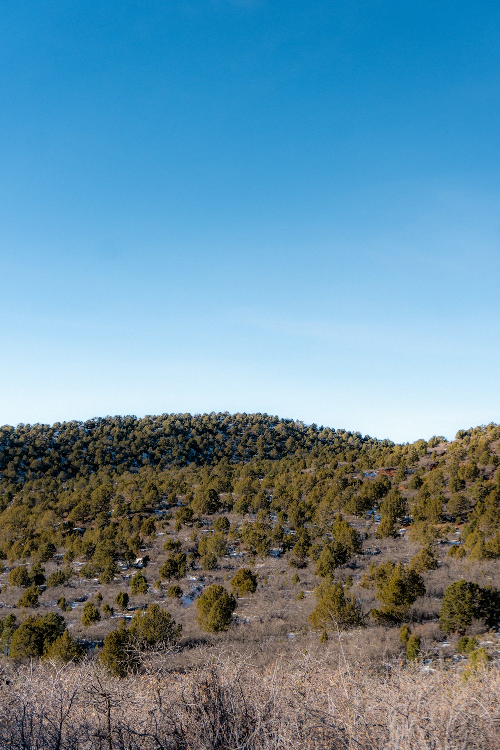 una collina coperta di alberi e cespugli sotto un cielo blu