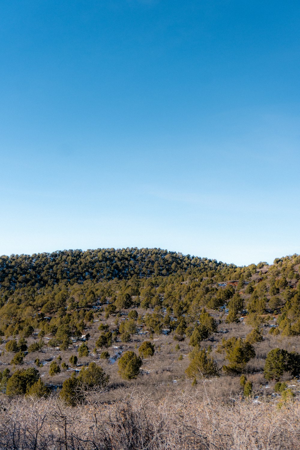 a hill covered in trees and bushes under a blue sky