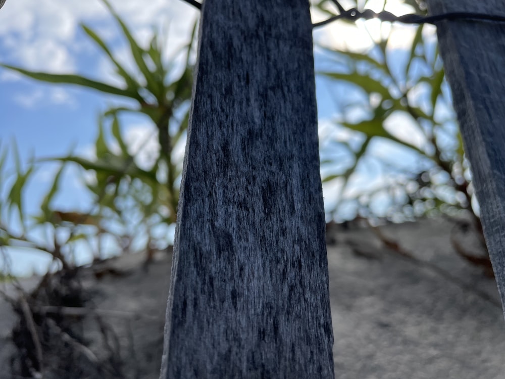 um close up de um poste de madeira com grama no fundo