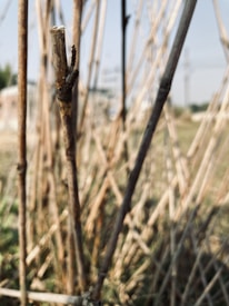 A close-up view of dry, weathered wooden sticks or branches grouped together in an outdoor setting. The focus is primarily on one stick in the foreground, with others blurred in the background. The setting appears natural, with light filtering through the sticks, casting shadows on the ground.