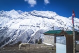 Volunteers gently caring for rescued animals under the clear blue sky of Uttarakhand.