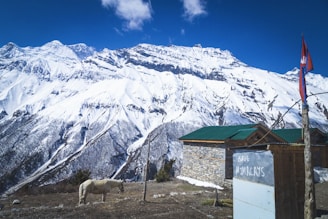 A stunning view of snow-capped mountains under a vivid blue sky, with a rustic wooden building in the foreground. A horse stands nearby surrounded by nature. There is a small graffitied structure with the words 'Save Himalayas' and a flagpole displaying a red flag.