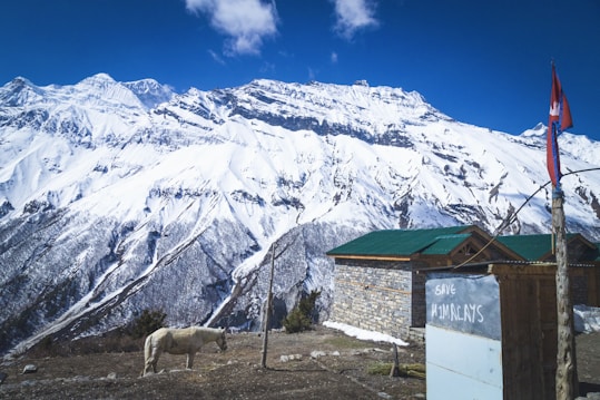 A stunning view of snow-capped mountains under a vivid blue sky, with a rustic wooden building in the foreground. A horse stands nearby surrounded by nature. There is a small graffitied structure with the words 'Save Himalayas' and a flagpole displaying a red flag.