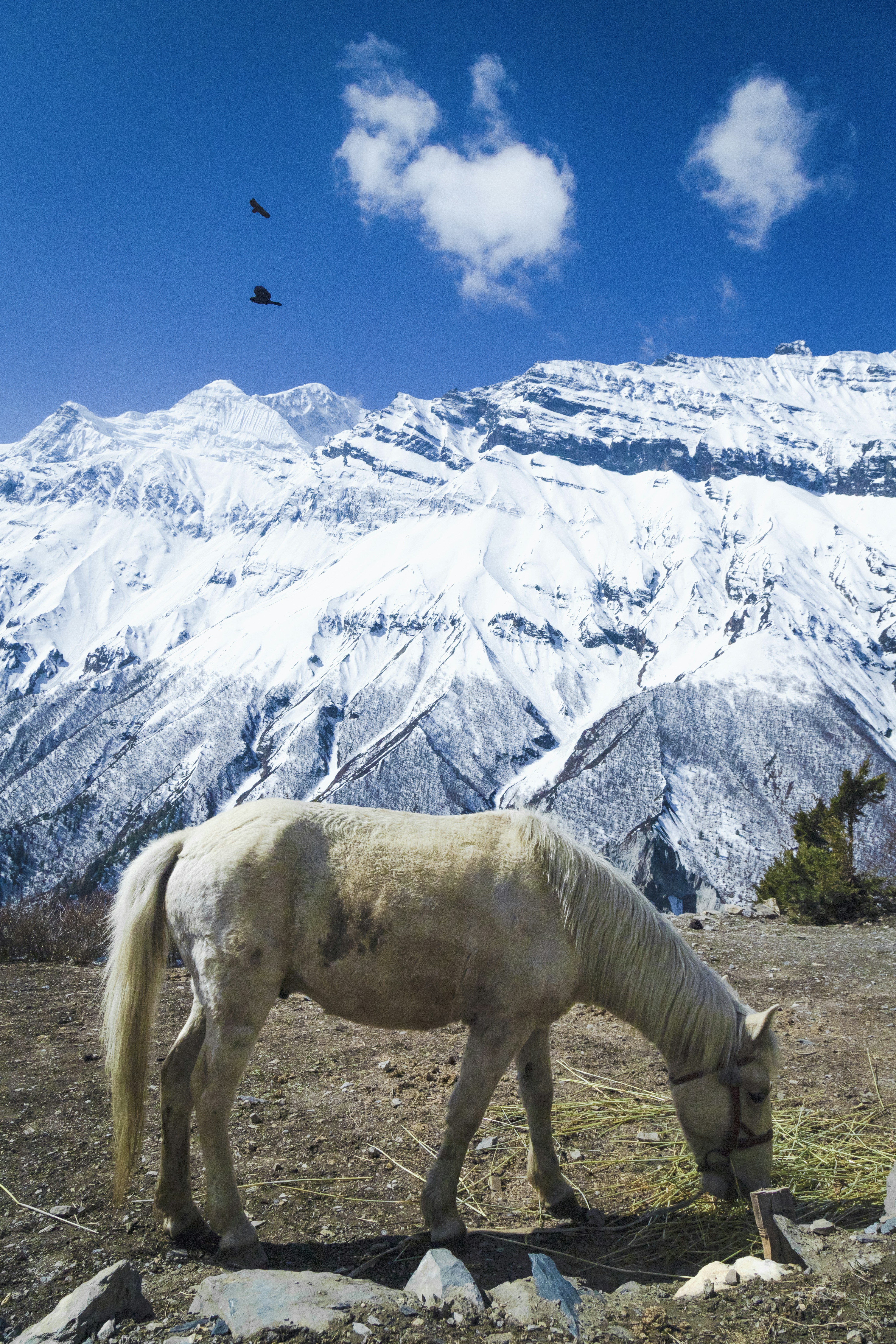 Nepal
