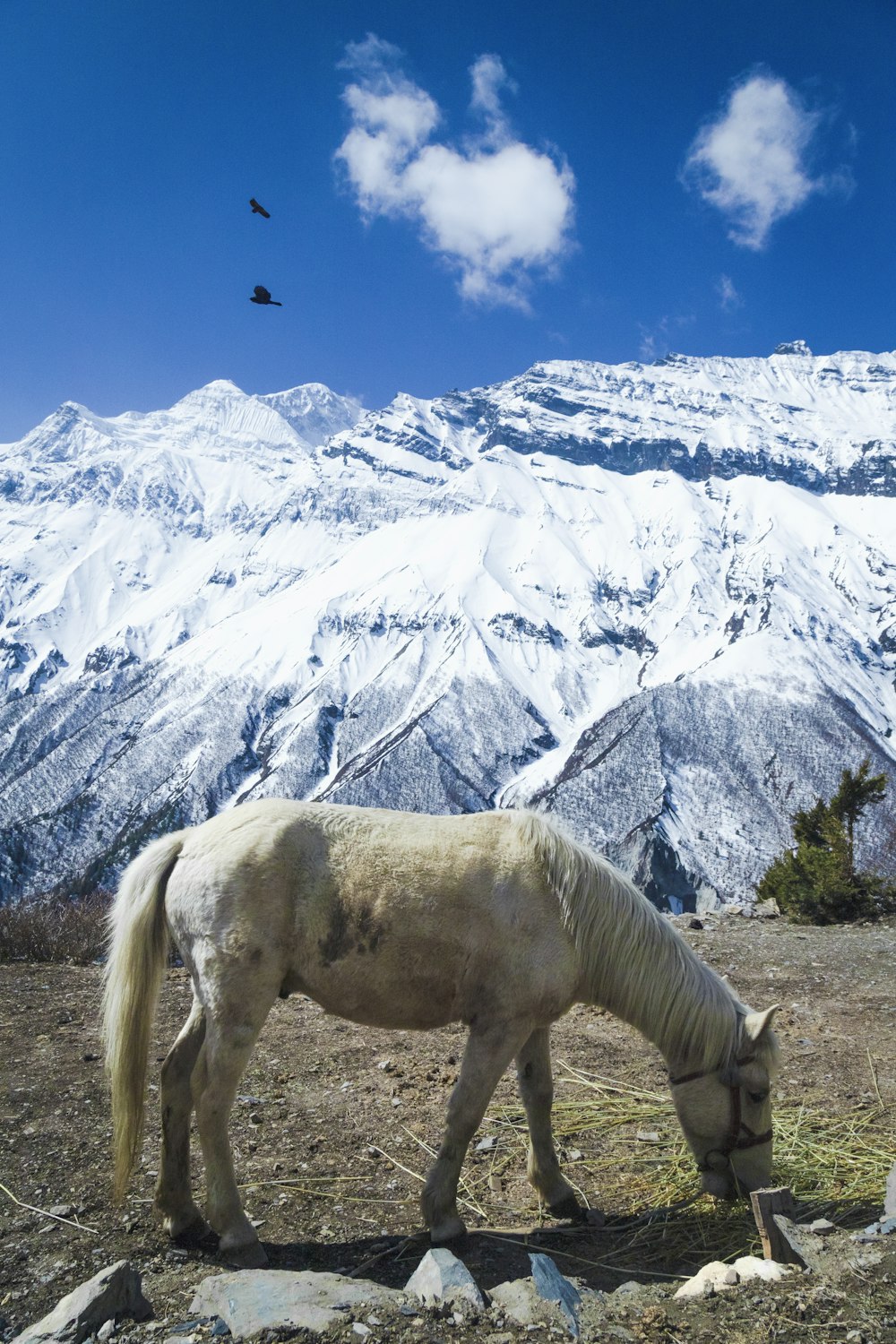 a white horse grazing in a field with mountains in the background