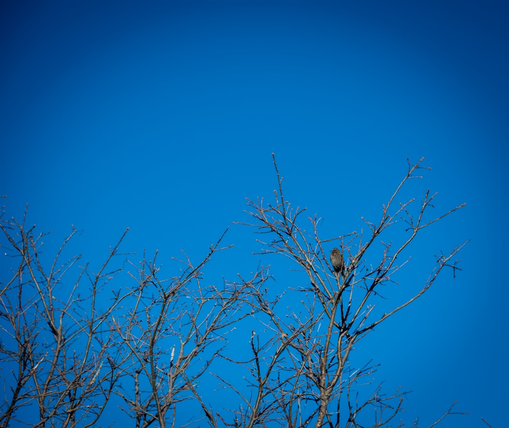 a bird sitting on top of a tree branch