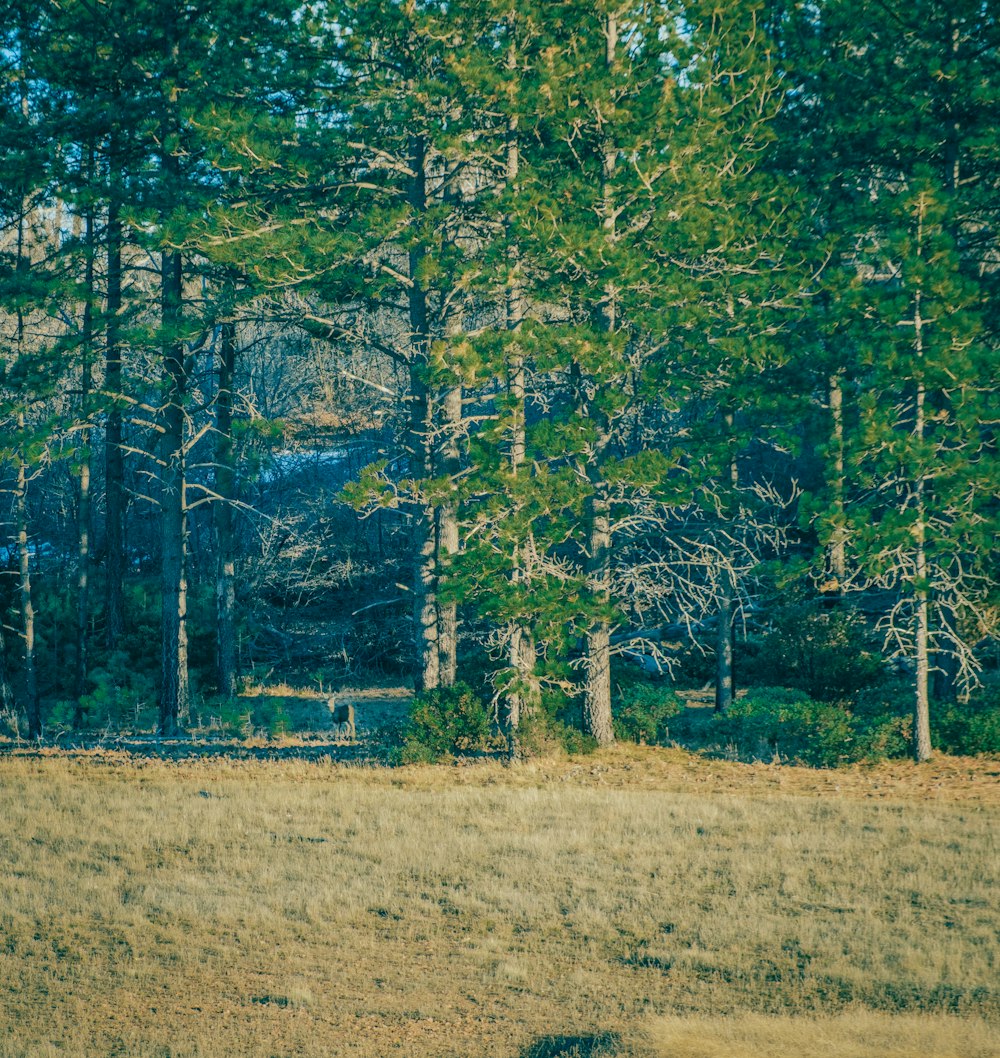 a field with a bench and trees in the background