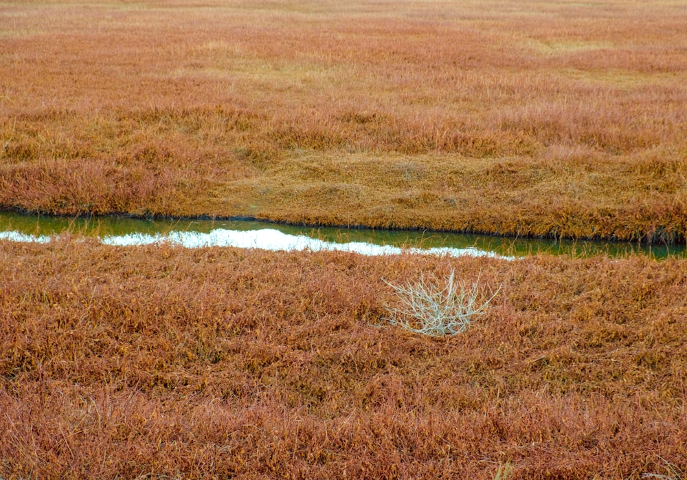 a small stream running through a dry grass field