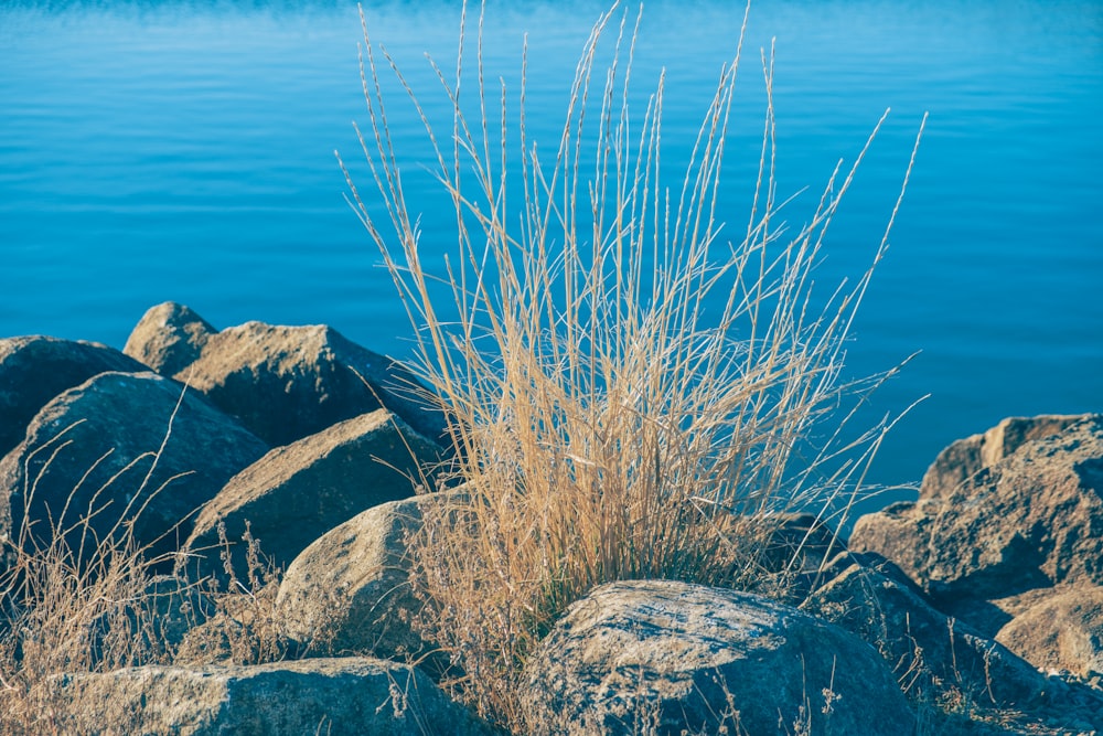 a plant is growing out of the rocks by the water