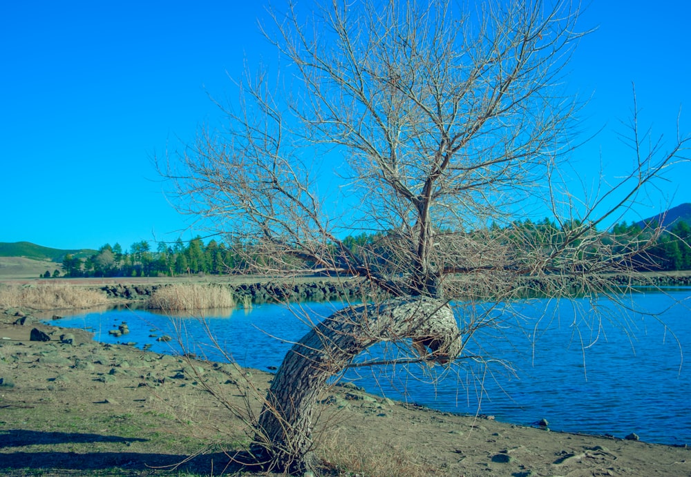 a tree leaning over a body of water