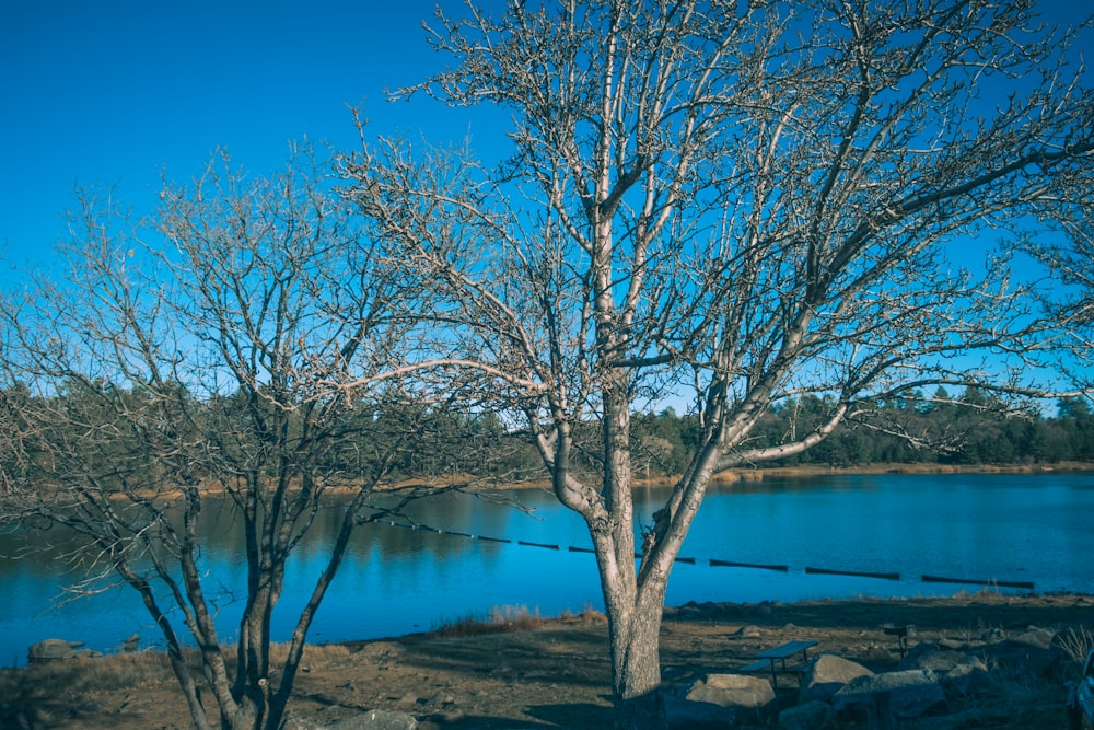 a tree with no leaves next to a body of water