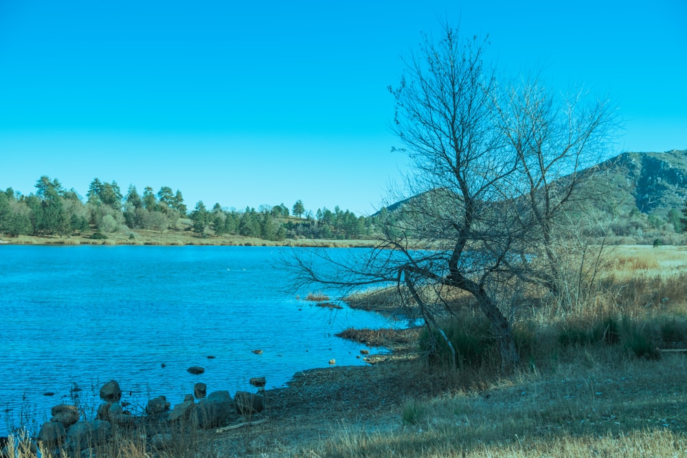 a large body of water surrounded by a forest