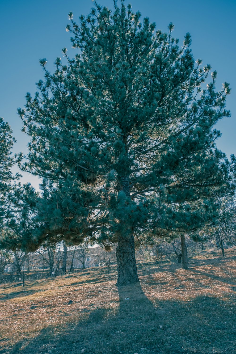 a large pine tree in the middle of a field