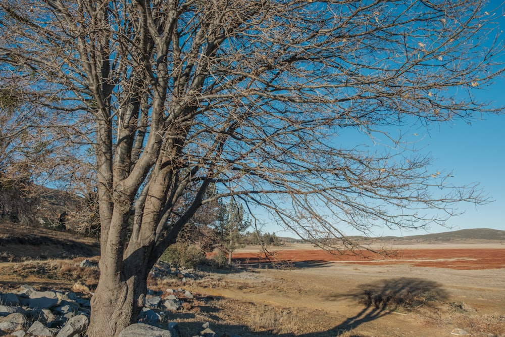 a bare tree in the middle of a field