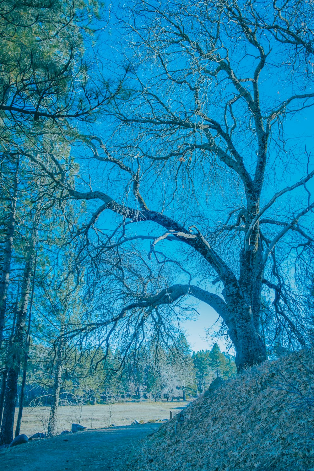 a large tree with no leaves on it