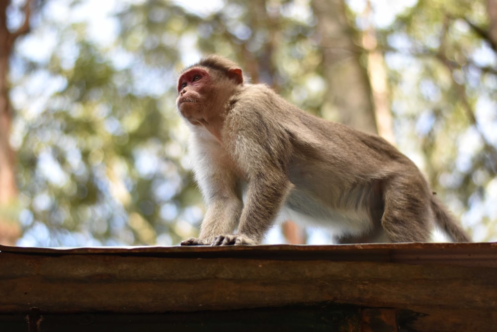 una scimmia seduta sulla cima di una struttura di legno