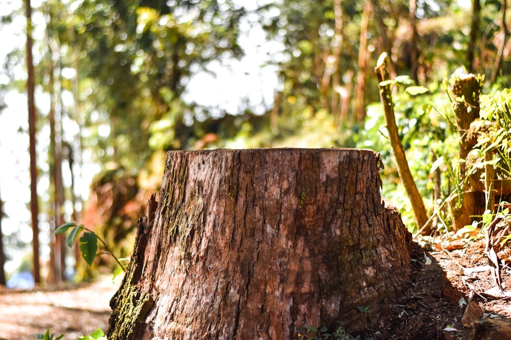 a close up of a tree stump in a forest