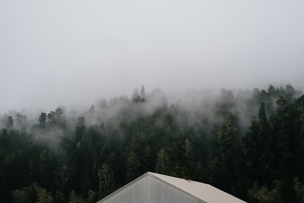 a barn in the middle of a foggy forest