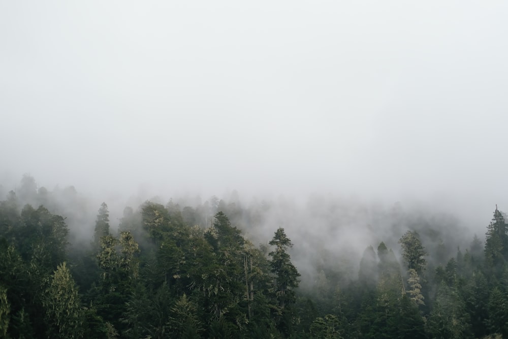 a foggy forest filled with lots of trees