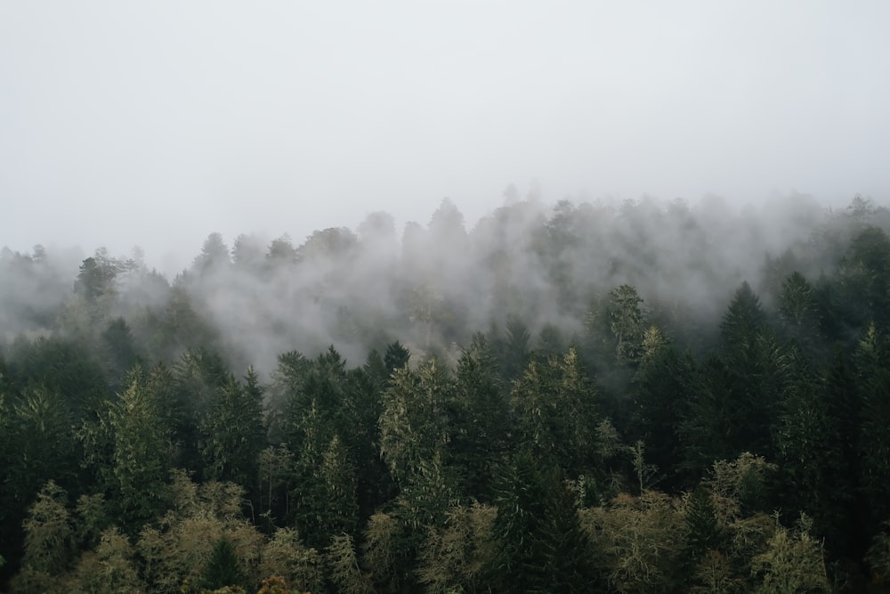 a foggy forest filled with lots of trees