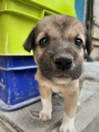 A close-up view of a small puppy with a light brown and white coat, gazing directly at the camera. The puppy has dark, shiny eyes and a small black nose. Behind the puppy, there are stacked plastic crates, one bright green and another blue.