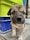 A close-up view of a small puppy with a light brown and white coat, gazing directly at the camera. The puppy has dark, shiny eyes and a small black nose. Behind the puppy, there are stacked plastic crates, one bright green and another blue.